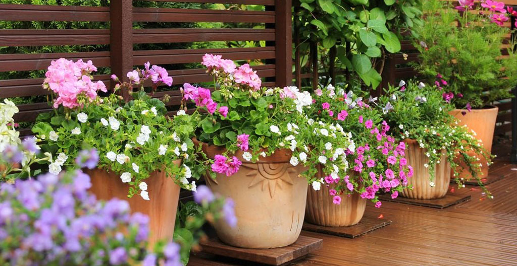 Mains de jardinier inspectant l'étiquette d'une vivace en grand conteneur dans une allée de pépinière, avec plusieurs rangs de plants en pots visibles sur des tablettes